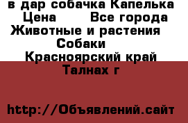 в дар собачка Капелька › Цена ­ 1 - Все города Животные и растения » Собаки   . Красноярский край,Талнах г.